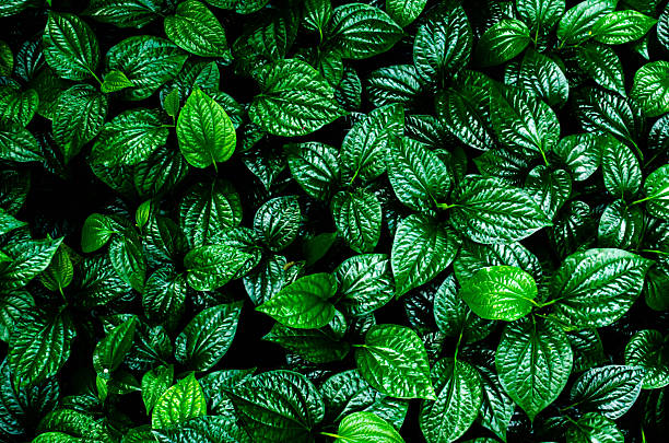 istock Leaves nature dark green background. 2214881835