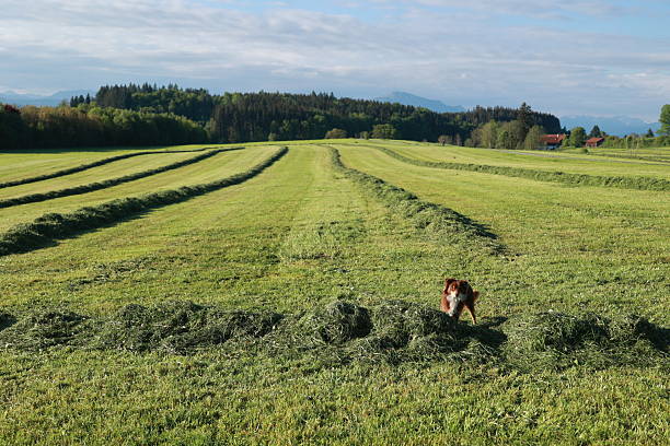 A dog is in a field of grass. The grass is cut and the dog is in the middle of it