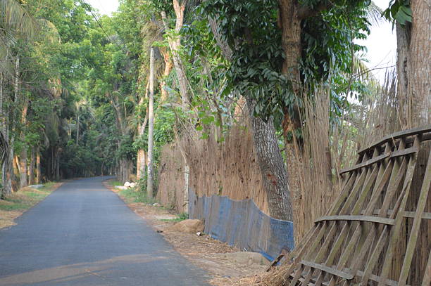 istock Peaceful pathway through lush greenery with vibrant trees and sunlight 2214882833