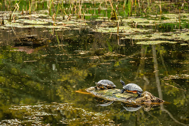 Turtles sunbathing on log in tranquil pond