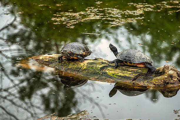 istock Turtles resting on log in calm pond 2214883651