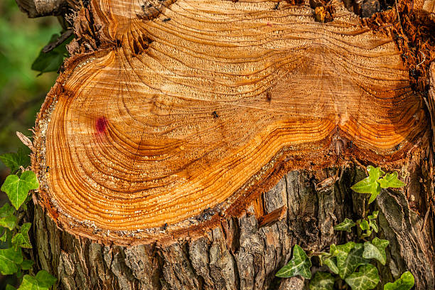 A freshly cut tree stump reveals detailed growth rings, showing the age and history of the tree. Several ants crawl over the surface, highlighting the intersection of natural decay and life in a forest setting.