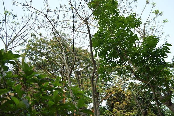 istock tree branch and leaves nature background, organic greenery texture 2214883695