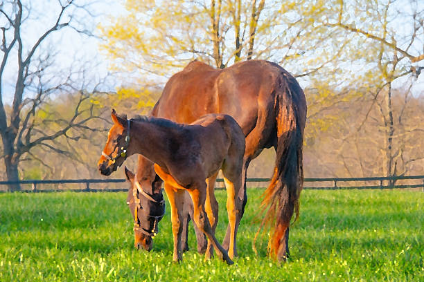 istock Colt with Mother- Lexington, Kentucky 2214883903