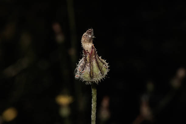 Close-up of a withered thistle displaying the effects of time and the changing seasons
