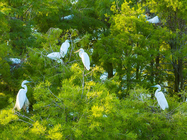 Egrets breeding in trees, egrets hatching in nest