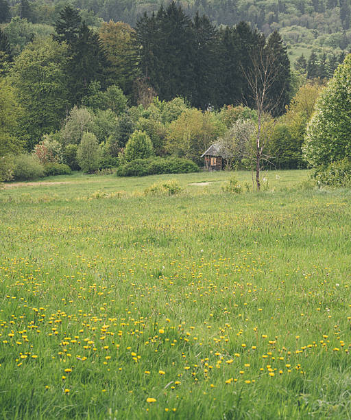 n a clearing, meadow and grass - landscape