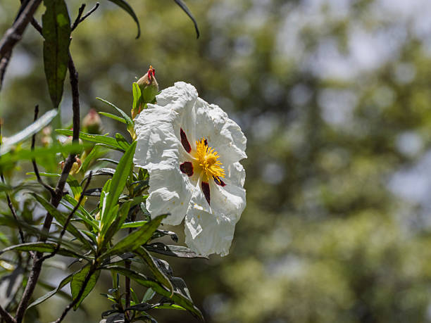Sticky cistus flower, Cistus ladanifer