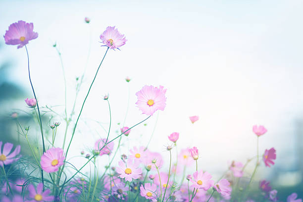 istock Cosmos flower blossom in garden. 2214888005