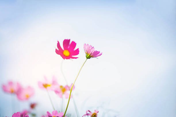istock Cosmos flower blossom in garden. 2214888031