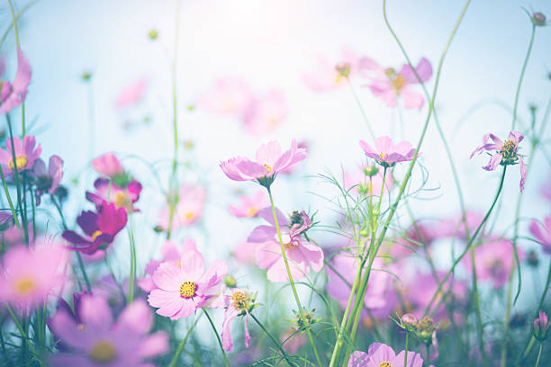 istock Cosmos flower blossom in garden. 2214888033