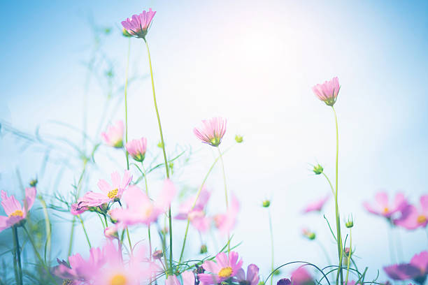 istock Cosmos flower blossom in garden. 2214888034