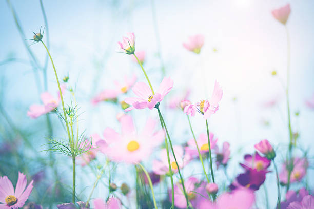 istock Cosmos flower blossom in garden. 2214888036