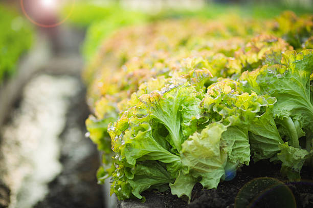 Vibrant green leaf lettuce plants