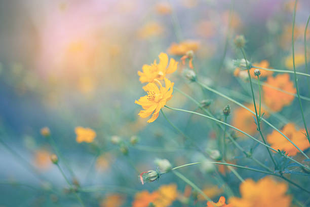 Cosmos flower blossom in garden.