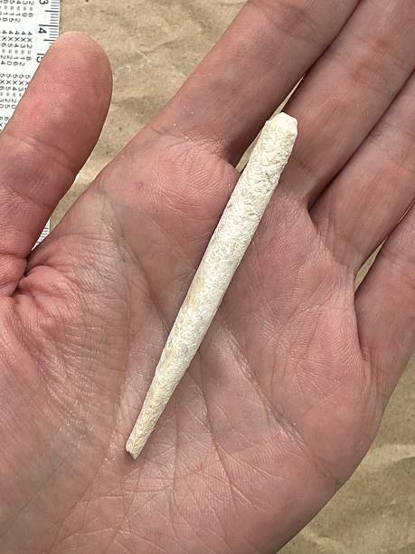 Fossilized Cylindrical Marine Organism – Paleontological Macro Image with Scale