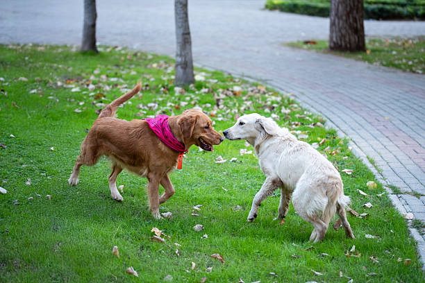 Golden retrievers play together in a grassy field. High quality photo