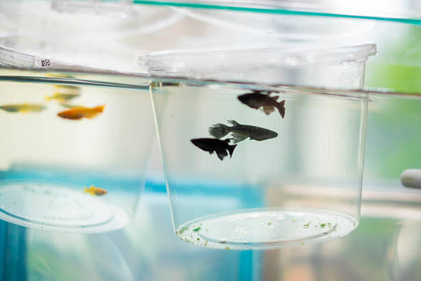 Rare Japanese killifish.
