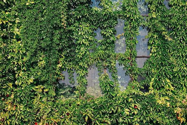 Thick green ivy envelops an old building covering windows and adding a charming touch to the exterior showcasing natures beauty.