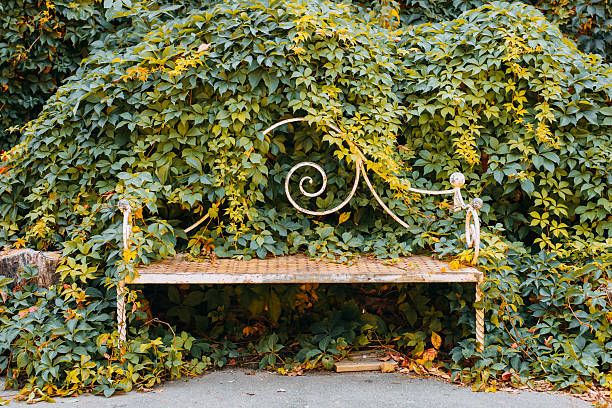 A quaint bench stands partially hidden by lush ivy in a peaceful park during autumn. The leaves create a beautiful backdrop for relaxation.