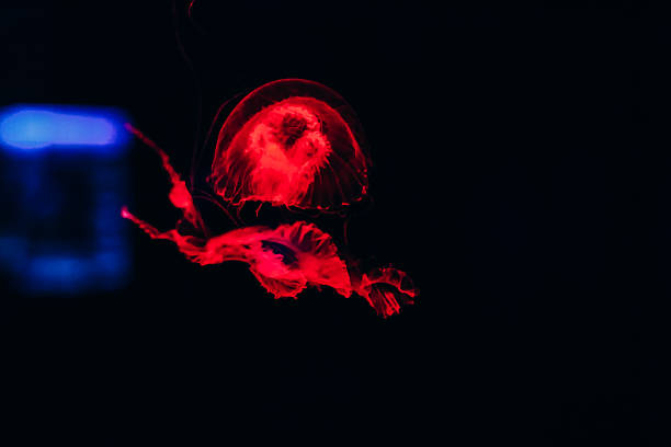 A vibrant jellyfish swims through dark waters illuminated by soft lights showcasing its flowing tentacles and bioluminescence.