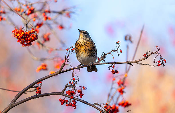 istock Thrush bird perching on branch of tree and eats rowan berries 2214893227