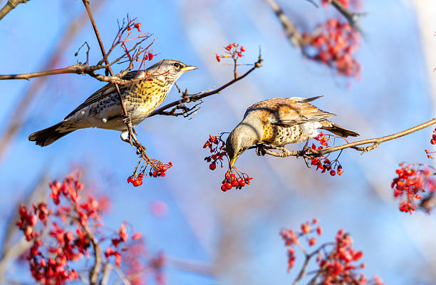 istock Thrush bird perching on branch of tree and eats rowan berries 2214893241