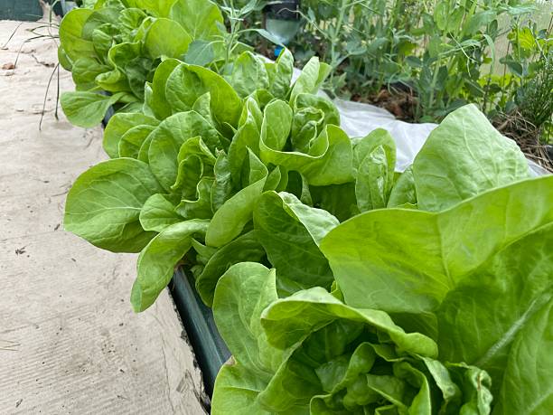 istock Fresh green lettuce growing in vegetable garden bed 2214893486