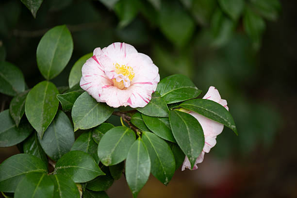Flowering red and white Camellia japonica (common camellia or Japanese camellia) in spring. The image was captured with a fast telephoto lens and a full-frame mirrorless digital camera ensuring clean and large files. Shallow depth of field with focus placed over the nearest flowers. The background is blurred. The image is part of a series.