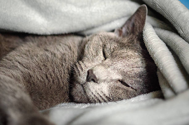 istock Adorable Russian Blue cat sleeping soundly in a soft grey blanket. This sleek, silver-coated house cat enjoys a quiet moment of rest in a cozy home environment — perfect for concepts of comfort, relaxation, and pet life indoors. 2214894604