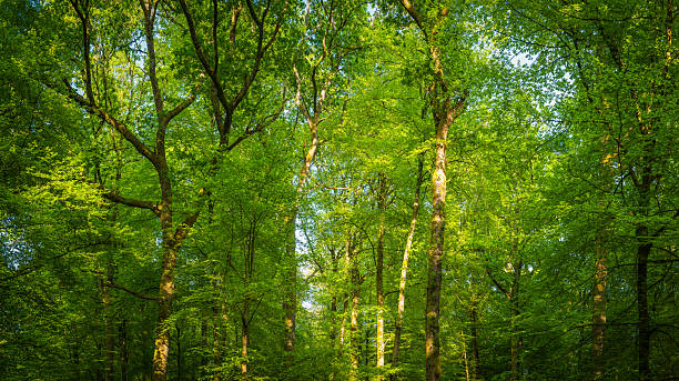 Fresh green foliage high in forest canopy idyllic woodland trees