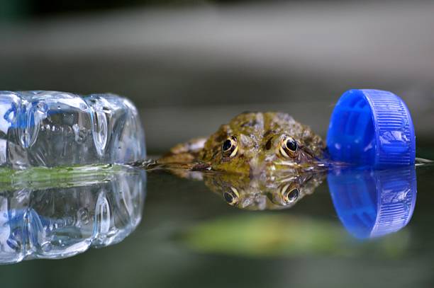 a frog in a pond next to plastic and a reflection in the pond