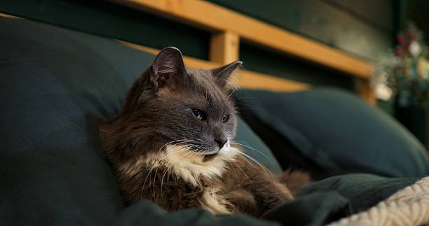 istock Domestic grey cat with white paws relaxes and cleans its fur, lying on a comfortable bed with green sheets and a patterned blanket, in a warmly lit room with a wooden shelf in the background 2214898052