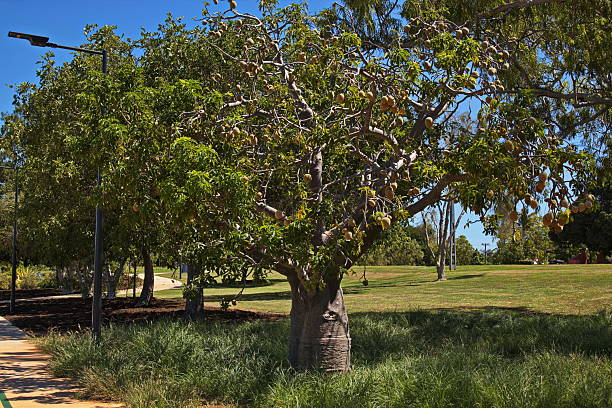 Baobab tree in Broome, Western Australia, Australia