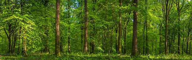 istock Dappled sunlight green forest ferns foliage idyllic tree wilderness panorama 2214898187