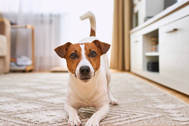 istock Jack Russell Terrier dog at home 2214898554