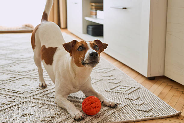 istock Jack Russell Terrier playing with favorite toy 2214898879