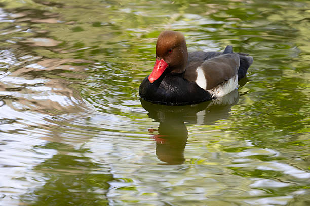 Day light reflecting on water surface. Front view on duck face. Animal themed tranquil background with copy space.