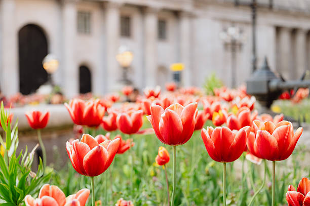 istock Tulips in a city square 2214899113