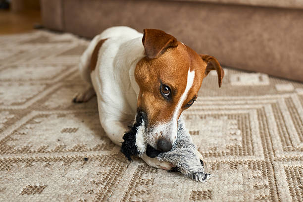 istock Jack Russell Terrier playing with favorite toy. 2214899664