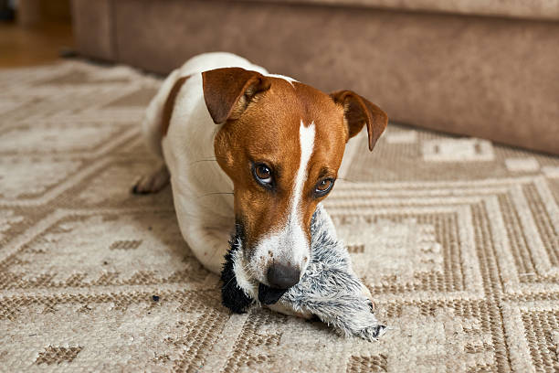 istock Jack Russell Terrier playing with favorite toy. 2214899714