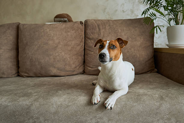 istock Jack Russell Terrier dog on the beige textile couch 2214899831