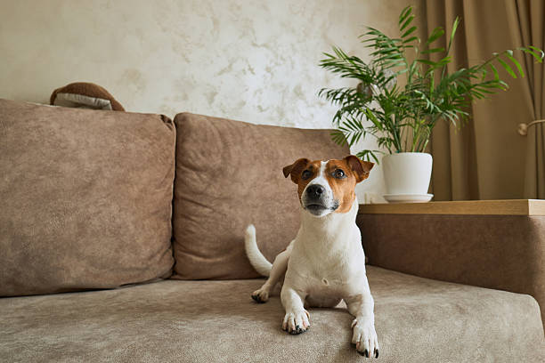 istock Jack Russell Terrier dog on the beige textile couch 2214899882