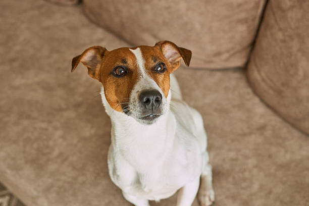 istock Jack Russell Terrier dog on the beige textile couch 2214899935