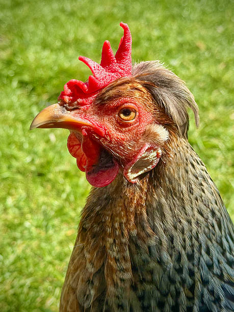 Close up head shot of a beautiful hen