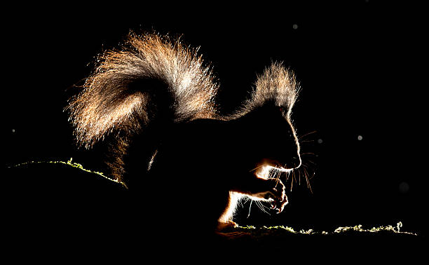 istock Red Squirrel backlit in the woodland 2214903625