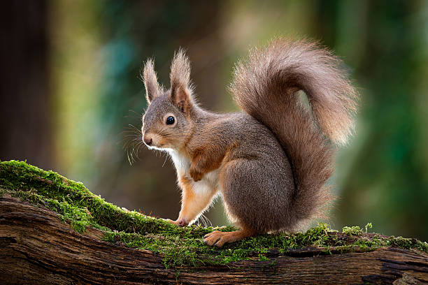 istock Red Squirrel in the woodland 2214903629