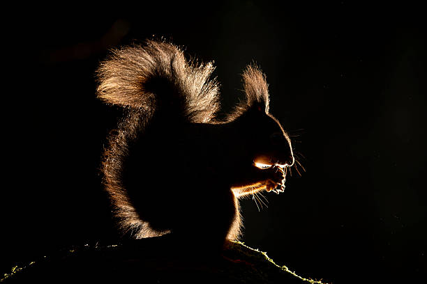 Red Squirrel backlit in the woodland