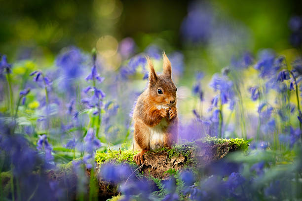 istock Red squirrel posing amongst bluebell flowers. 2214904955