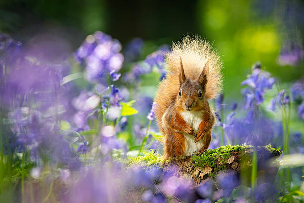 istock Red squirrel posing amongst bluebell flowers. 2214904971